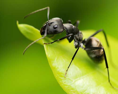Bij en Balans - mierenbestrijding